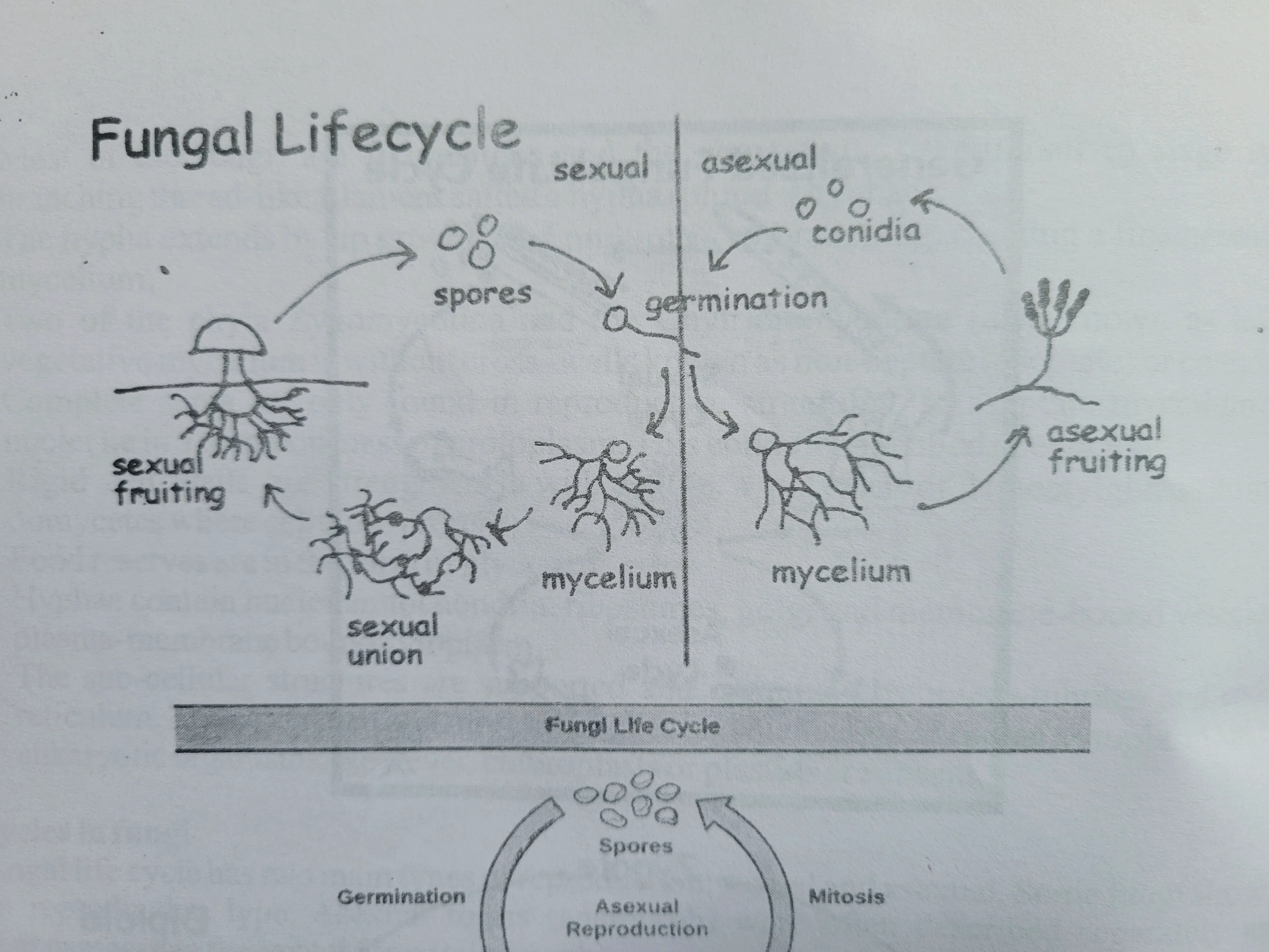 BIO 101